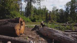How Our Tree Care Process Works  in  Wingdale, NY