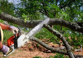 Trusted Wingdale, NY Tree Care Experts
