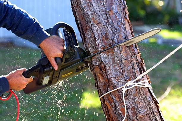 Lawn Pest Prevention in Wingdale, NY